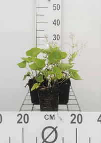 Brunnera macrophylla - pot 9x9 cm -