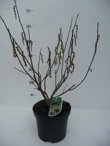 Stachyurus chinensis 'Celina' - pot - 40-50 cm