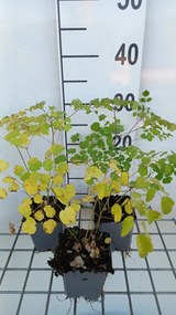 Thalictrum 'Splendide' - pot 9x9 cm