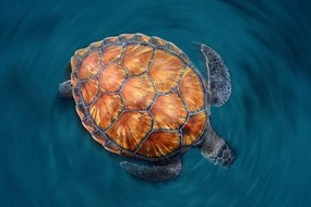 Foto Spin Turtle, Sergi Garcia