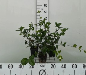 Euonymus fortunei 'Dart's Blanket' - pot 9x9 cm -