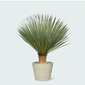 Combi deal - Yucca Rostrata op stam inclusief Bucket - 120 cm