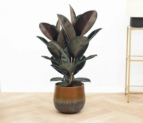 Ficus Abidjan struik - 90 cm