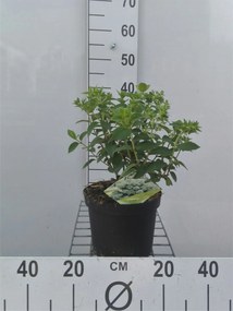 Hydrangea paniculata 'Ilvobo' (Bobo) - pot - 30-40 cm
