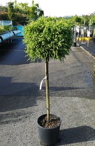 Cryptomeria japonica 'Globosa Nana' - pot 18L - halfstam boom