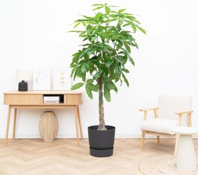 Pachira aquatica - 210cm