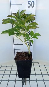 Paeonia 'Jan van Leeuwen' - pot 1L