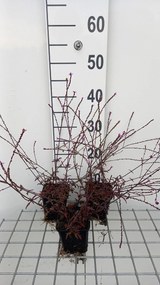 Verbena officinalis 'Bampton' - pot 9x9 cm -