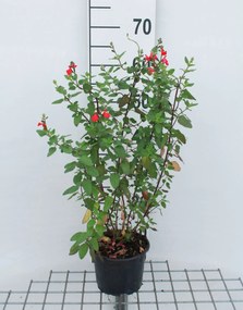 Salvia microphylla - pot 2L -