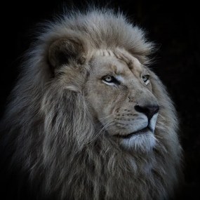 Foto Proud Lion, Louise	Wolbers