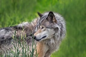 Kunstfotografie Beautiful profile portrait of a Gray Wolf, Enn Li  Photography, (40 x 26.7 cm)