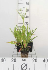 Scabiosa caucasica 'Perfecta' - pot 9x9 cm