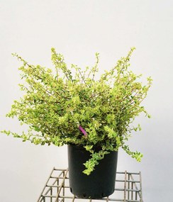 Abelia x grandiflora 'Sparkling Silver' - pot 10L - 50-60 cm