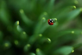 Foto Ladybug, Sanja Baljkas, (40 x 26.7 cm)