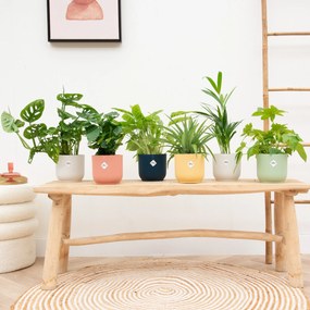 Verrassingsbox - 6 planten inclusief elho Vibes Fold RoundØ14