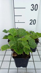 Geum 'MACGEU001' - pot 9x9 cm -