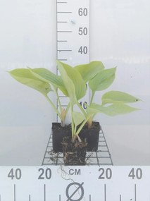 Hosta 'Sum and Substance' - pot 9x9 cm