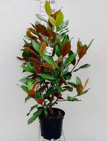 Magnolia grandiflora 'Galissonnière' - Beverboom - pot 10L - 80-100 cm