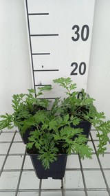 Tanacetum 'Robinson's Rose' - pot 9x9 cm