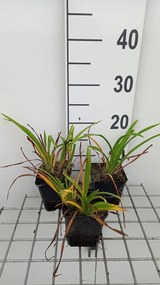 Hemerocallis 'Pardon Me' - pot 9x9 cm