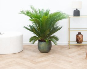 Cycas Revoluta - 80cm
