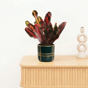 Bambino Croton Mammi - 20cm