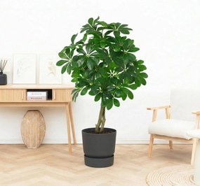 Kunst Schefflera Arboricola - 120cm