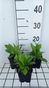Digitalis ferruginea 'Gelber Herold' - pot 9x9 cm