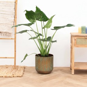 Alocasia Cucullata - 60cm