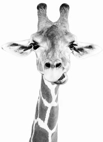 Kunstfotografie Happy giraffe, Sisi & Seb, (30 x 40 cm)