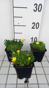 Delosperma congestum 'Gold Nugget' - pot 9x9 cm -