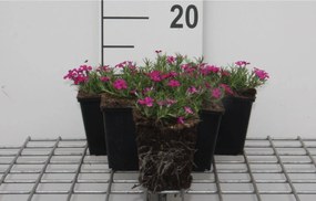 Phlox 'Crackerjack' - pot 9x9 cm -