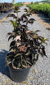 Sambucus nigra'Eiffel1'(Black Tower) - pot 10L - 60-80 cm -