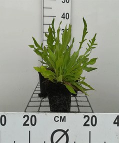 Knautia macedonica - pot 9x9 cm -