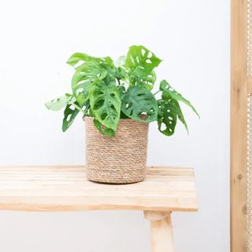 Monstera Monkey Leaf - 25cm