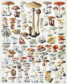 Kunstreproductie Illustration of Mushrooms  c.1923, Millot, Adolphe Philippe