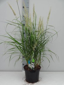Pennisetum orientale - pot 3L -