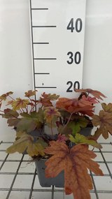 x Heucherella 'Sweet Tea' - pot 9x9 cm