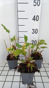 Persicaria amplexicaulis 'Lisan' - pot 9x9 cm -