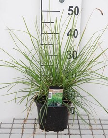 Sesleria autumnalis - pot 3L -