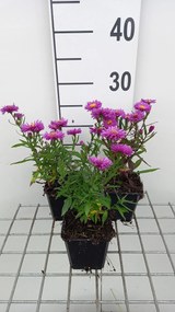 Aster novi-belgii 'Karminkuppel' - pot 9x9 cm
