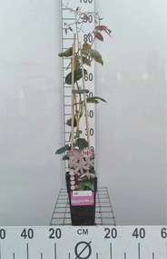 Clematis armandii 'Apple Blossom' - pot - 50-60 cm -