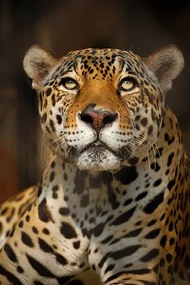 Foto Close up portrait of a Jaguar, Copyrights @ Arijit Mondal