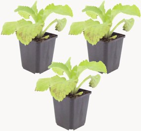 Planten Vingerhoedskruid Digitalis Purpurea, 3-delig