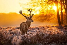 Foto Red deer, arturasker, (40 x 26.7 cm)