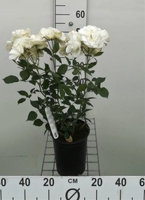 Rosa 'Witte Tros' - pot