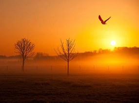Foto Misty sunrise with crow, Michael Roberts, (40 x 30 cm)