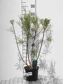 Salix elaeagnos 'Angustifolia' - pot - 50-60 cm -
