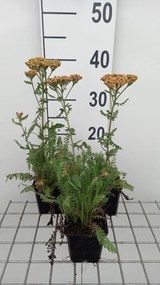 Achillea 'Walther Funcke' - pot 9x9 cm -