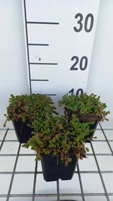 Sedum sexangulare - pot 9x9 cm -